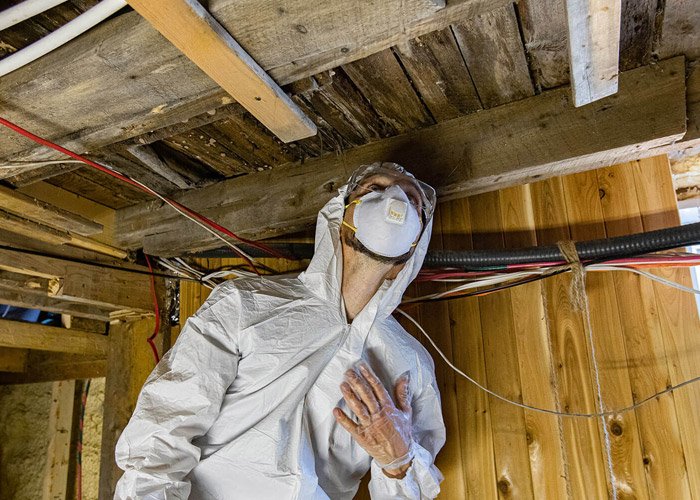 pest-inspection Pest Inspection